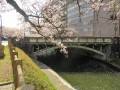 桜橋 ※